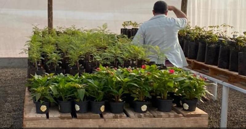 Plantando o Futuro