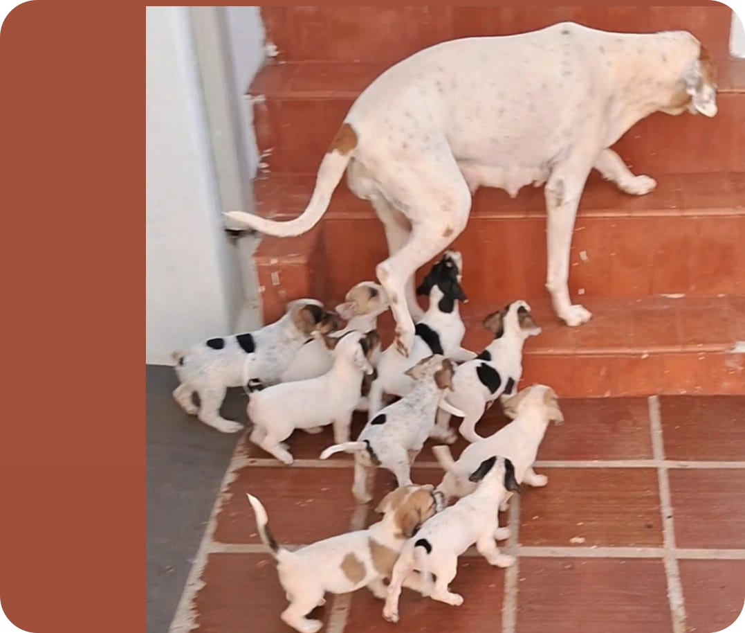 Cachorrinhos que nasceram em construção, no Maringá Velho, precisam de ração, vacina e lar