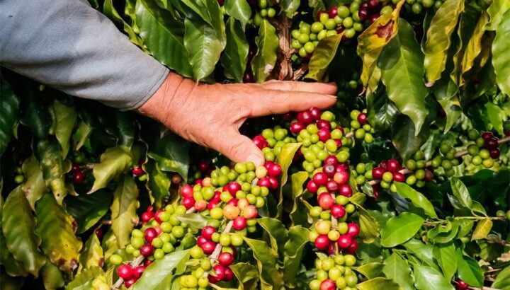 Café da Serra de Apucarana conquista selo de Indicação Geográfica