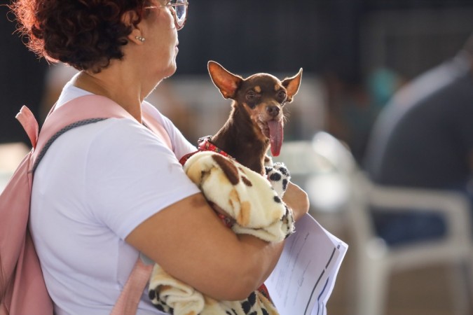 CastraPet quer chegar a 700 castrações de cães e gatos até este sábado